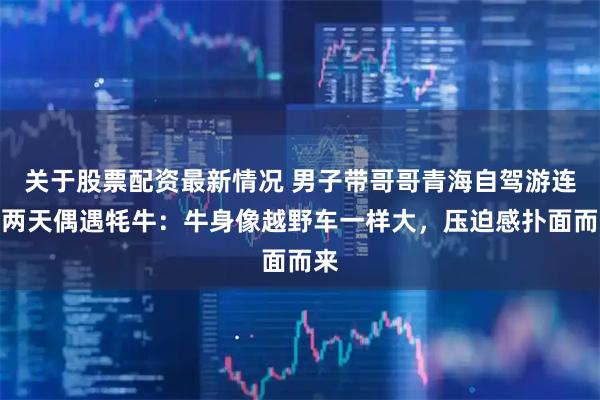 关于股票配资最新情况 男子带哥哥青海自驾游连续两天偶遇牦牛:牛身像越野车一样大,压迫感扑面而来